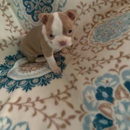 Benji - Lilac male Boston Terrier puppy in Charleston, West Virginia from Mountain Momma Bostons