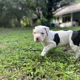 American Bulldog Puppies from Genesis American Bulldogs