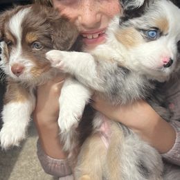 Toy Australian Shepherd puppies from Kagarice Family