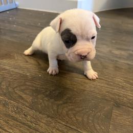 Peeps - White female American Staffordshire Terrier puppy in Fort Worth, Texas from Josiah Carter