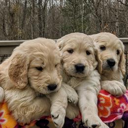 "Piper's baby (Golden Retriever)" Goldendoodle, Golden Retriever, and Sheepadoodle Puppies from Guppy Puppies
