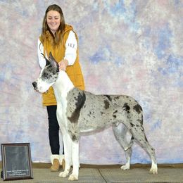 Valor - Great Dane
