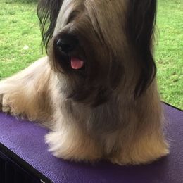 Skye Terrier All Grown Up from Shal Ahuja