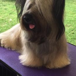 Skye Terrier All Grown Up from Shal Ahuja
