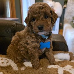 Coco - Red  female Goldendoodle puppy in Bristol, Tennessee from 4goldendoodles