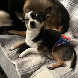 Little Leo - Chihuahua