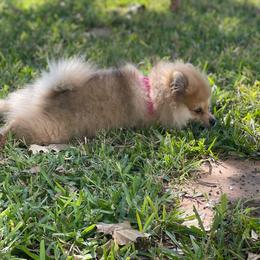 Pomeranian All Grown Up from Kay's Pomeranians