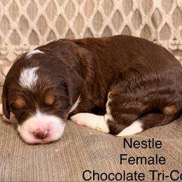 Nestle - Tri-color female Bernedoodle puppy in Royse City, Texas from Platinum Bernedoodles of Texas