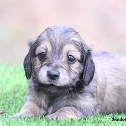 Wishes - Cream female Dachshund puppy in Murray, Kentucky from Shadow Ridge Farms