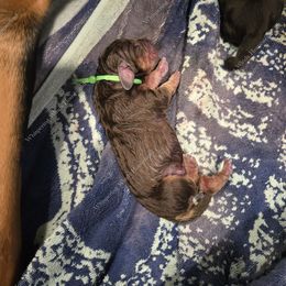 Bloodhound Puppies from Diamond Bloodhound Kennels