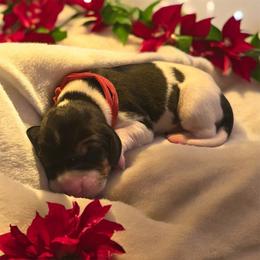 Treeing Walker Coonhound puppies from 3 Color Kennel