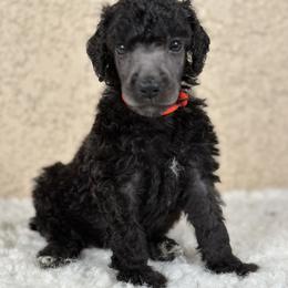 Jinu - Silver male Poodle puppy in Spring Hills, Florida from The Olympus Standard Poodle
