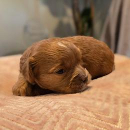 Olivia - Red female Cavapoo puppy in Caldwell, Idaho from Terrace Cav's