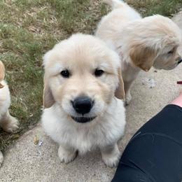 Golden Retriever Puppies from Scout's Legacy Golden Retrievers