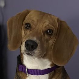 Layla - Beagle