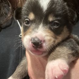 Rudolph - Black and tan male Pembroke Welsh Corgi puppy in Orangevale, California from Corgis of the Heart