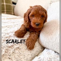 Scarlett - Red  female Goldendoodle puppy in Glendale, Arizona from Follow Your Bliss Doodles