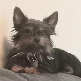 Zima - Yorkshire Terrier