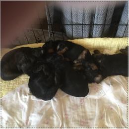 Boy 3 - male Havapoo puppy in Centerville, Idaho from HopplevalleyPTA...(Puppies To Adore)