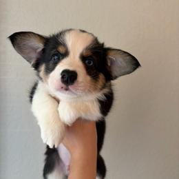 2 - Black and white male American Corgi puppy in Boyd, Texas from Barker's Corgis