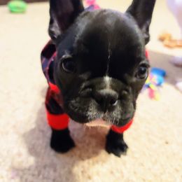 French Bulldog Puppies from Cry Havoc Frenchies