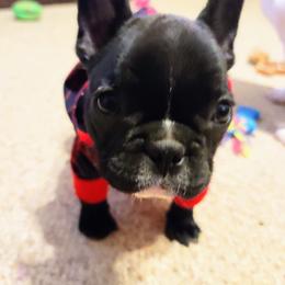 French Bulldog Puppies from Cry Havoc Frenchies