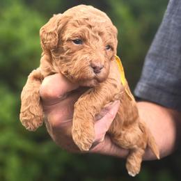 (Yellow Collar) Rain - Red  female Goldendoodle puppy in Granite Falls Nc, North Carolina from Carolina Goldendoodles
