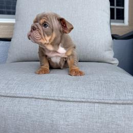 Batman - Lilac tri-color male Bulldog puppy in Lakeland, Florida from Bulldog Chronicles