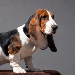 Basset Hound Puppies from Kylee's Bassets