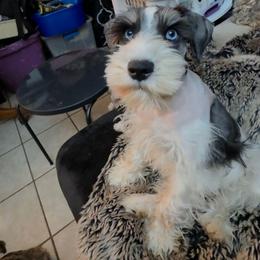 Dolce blue eyes(discount price. Please read description) - Parti male Miniature Schnauzer puppy in Panama City, Florida from Emerald Coast Schnauzers