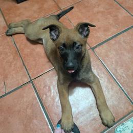 Princess Donut - Fawn female Belgian Malinois puppy in Las Vegas, Nevada from Leviathan’s Misfits