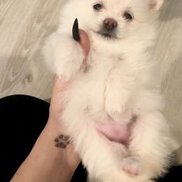 Pomeranian Puppies from Pomeranian puppies