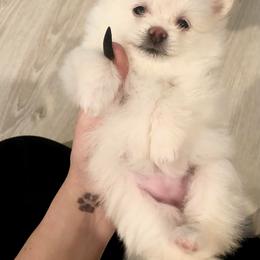 Pomeranian Puppies from Pomeranian puppies