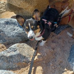 Sofia - Pembroke Welsh Corgi