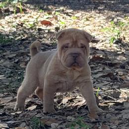 Elwood - Lilac dilute male Chinese Shar-Pei puppy in Lehigh Acres, Florida from Florida Wrinkles