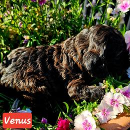 Venus - Sable female Cockapoo puppy in Indiahoma, Oklahoma from Phamily Doodles