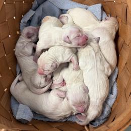 Golden Retriever Puppies from It’s A Golden Life