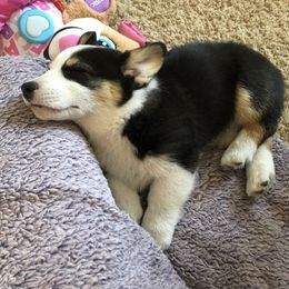Pembroke Welsh Corgi Puppies from Loves Classic Corgis