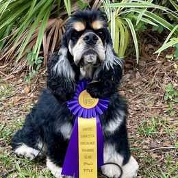 Cocker Spaniel and English Cocker Spaniel All Grown Up from Jesselle Cocker Spaniels