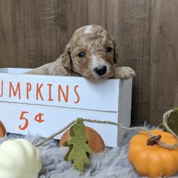 Poodle Puppies from Celestial Jewels Poodles