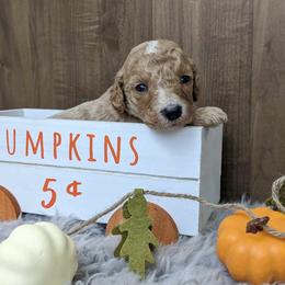 Poodle Puppies from Celestial Jewels Poodles