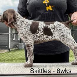 German Shorthaired Pointer Puppies from Wild Rose GSP's