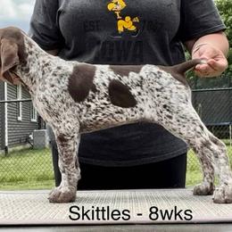 German Shorthaired Pointer Puppies from Wild Rose GSP's