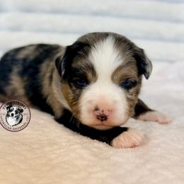 Fuji - Blue merle male Toy Australian Shepherd puppy in New Salem Borough, Pennsylvania from Dusty Spring Australian Shepherds, LLC