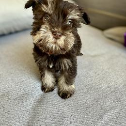 Kelly - Liver female Miniature Schnauzer puppy in La Mirada, California from SchnauzersRus