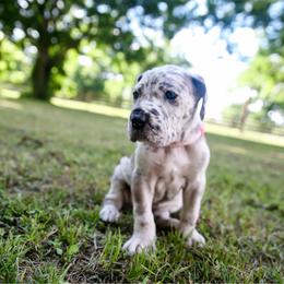 Pearl - Merle female Great Dane puppy in Rosharon, Texas from Parker's Great Danes