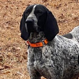 Bluetick Coonhounds from RE Hounds