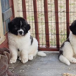 Pyrenean Mastiff Puppies from Estrella Polar Pyrenean Mastiffs