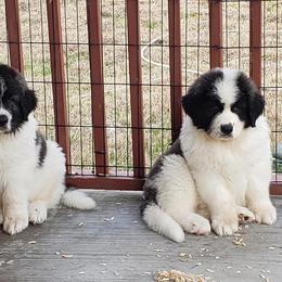 Pyrenean Mastiff Puppies from Estrella Polar Pyrenean Mastiffs