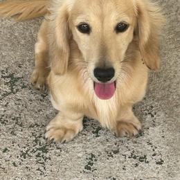 Bunny - Dachshund